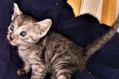 Kauket, Egyptian Mau, Smoke, Female DOB 3-1-19