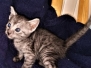 Kauket, Egyptian Mau, Smoke, Female DOB 3-1-19