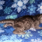 Mau, smoke, female DOB 3-1-19