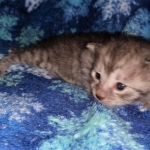 Mau, smoke, female DOB 3-1-19