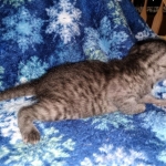 Mau, smoke, female DOB 3-1-19