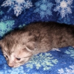 Mau, smoke, female DOB 3-1-19