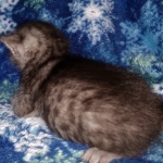 Mau, smoke, female DOB 3-1-19