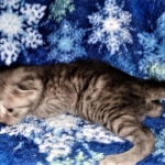 Mau, smoke, female DOB 3-1-19