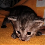 Mau, smoke, female DOB 3-1-19