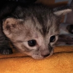 Mau, smoke, female DOB 3-1-19