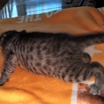 Mau, smoke, female DOB 3-1-19