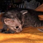 Mau, smoke, female DOB 3-1-19