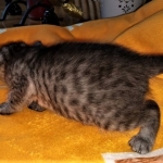 Mau, smoke, female DOB 3-1-19