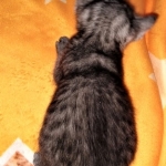 Mau, smoke, female DOB 3-1-19