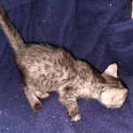 Kauket, Mau, smoke, female DOB 3-1-19