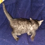 Kauket, Mau, smoke, female DOB 3-1-19