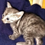 Kauket, Mau, smoke, female DOB 3-1-19