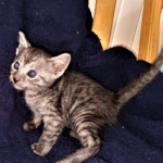 IKauket, Mau, smoke, female DOB 3-1-19