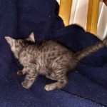 Kauket, Mau, smoke, female DOB 3-1-19