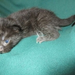 Mau, Smoke, Female DOB 3/20/17