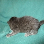 Mau, Smoke, Female DOB 3/20/17