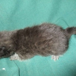 Mau, Smoke, Female DOB 3/20/17