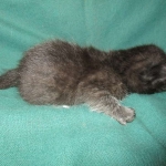 Mau, Smoke, Female DOB 3/20/17