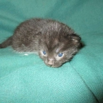 Mau, Smoke, Female DOB 3/20/17