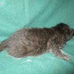 Mau, Smoke, Female DOB 3/20/17