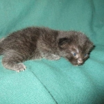 Mau, Smoke, Female DOB 3/20/17