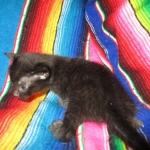 Mau, Smoke, Female DOB 3/20/17