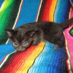 Mau, Smoke, Female DOB 3/20/17