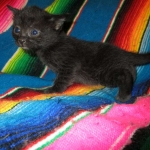 Mau, Smoke, Female DOB 3/20/17