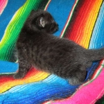 Mau, Smoke, Female DOB 3/20/17