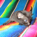 Mau, Smoke, Female DOB 3/20/17