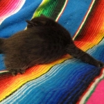 Mau, Smoke, Female DOB 3/20/17