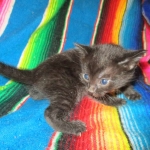 Mau, Smoke, Female DOB 3/20/17