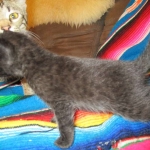 Mau, Smoke, Female DOB 3/20/17