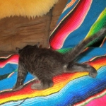 Mau, Smoke, Female DOB 3/20/17