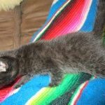 Mau, Smoke, Female DOB 3/20/17