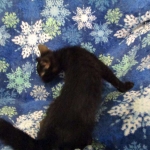 Mau, Smoke, Female DOB 3/20/17