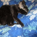 Mau, Smoke, Female DOB 3/20/17