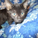 Mau, Smoke, Female DOB 3/20/17