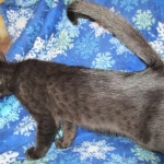 Mau, Smoke, Female DOB 3/20/17