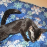 Mau, Smoke, Female DOB 3/20/17