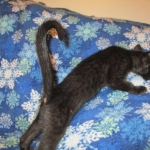 Mau, Smoke, Female DOB 3/20/17