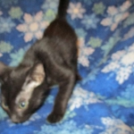 Mau, Smoke, Female DOB 3/20/17