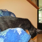 Mau, Smoke, Female DOB 3/20/17