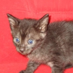 Egyptian Mau, Smoke, female, DOB 8-13-17