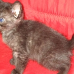 Egyptian Mau, Smoke, female, DOB 8-13-17