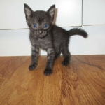 Egyptian Mau, Smoke, female, DOB 8-13-17