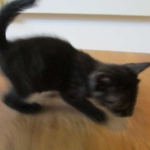 Egyptian Mau, Smoke, female, DOB 8-13-17