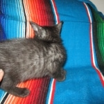 Egyptian Mau, Smoke, female, DOB 8-13-17