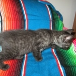 Egyptian Mau, Smoke, female, DOB 8-13-17